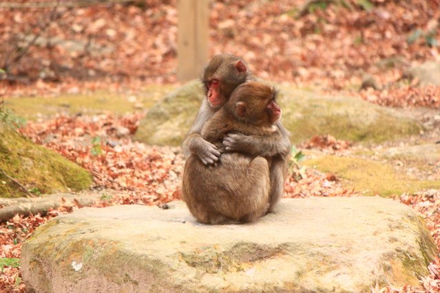 Mt. Takasaki Monkey Park